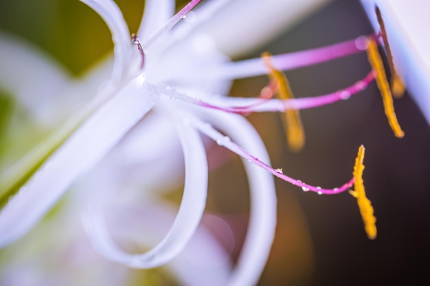 Gros plan macro de belle fleur. La nature exotique détaille le parc tropical, la lumière naturelle. Fond d'écran