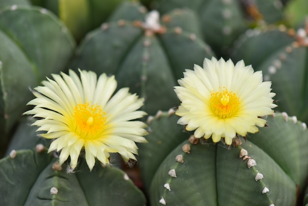 Gros plan macro de belles fleurs de cactus jaunes qui fleurissent dans le jardin. Mise au point sélective.