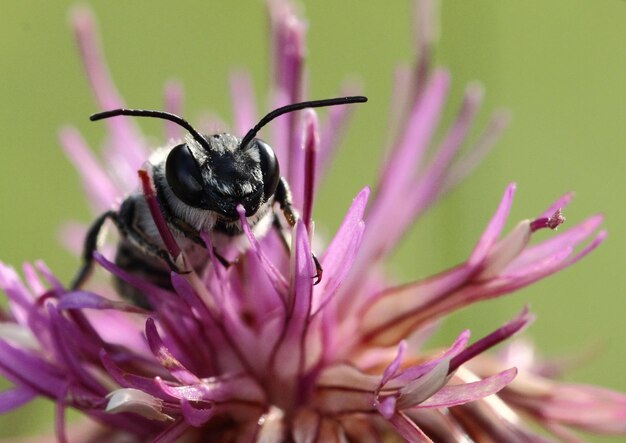 Gros plan macro de bourdon sur fleur.