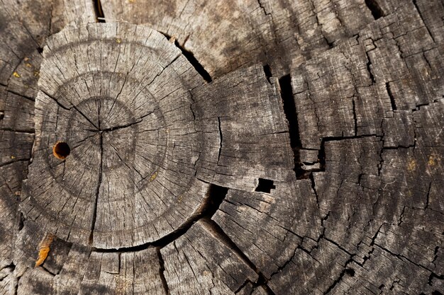 Gros plan macro des cernes des arbres et de la résine dans la plantation de forêts de pins à Cape Town