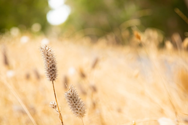 Gros plan sur une macro douce de graines d'herbe sauvage dans un pré de campagne rurale