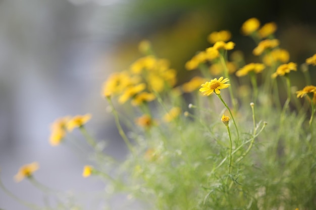 Gros plan macro fleur marguerite jaune