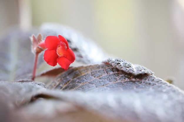 Gros plan macro de fleur violette flamme rouge