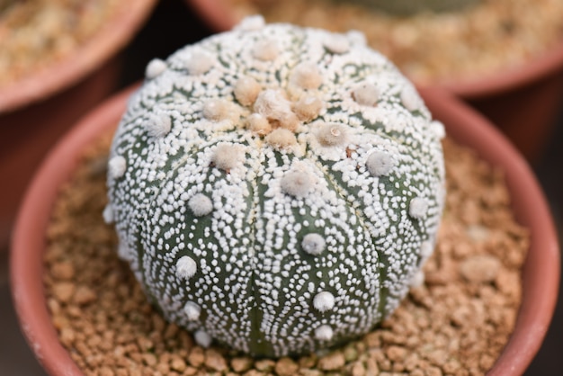 Gros plan macro de fleurs de cactus blancs magnifiques qui fleurissent dans un pot. Mise au point sélective.