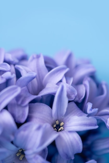 Photo gros plan macro de fleurs de printemps violet jacinthe.