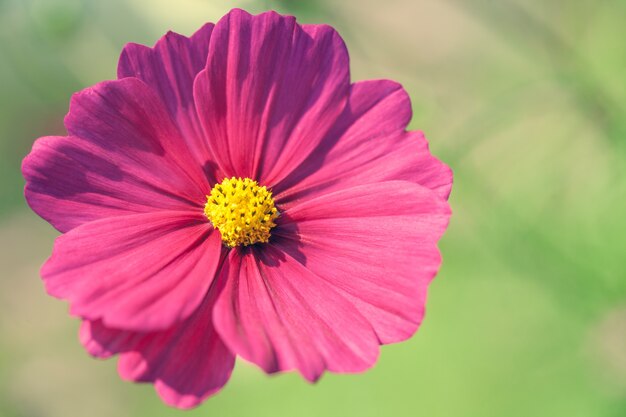 Gros plan macro flower