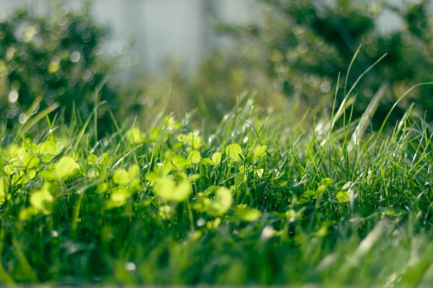 Gros plan macro d'herbe