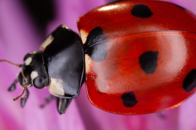 Gros plan macro d'un insecte