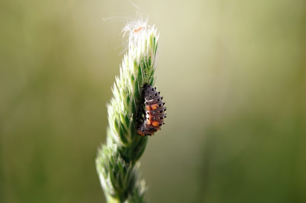 Gros plan macro d'insectes en garde, animaux de printemps