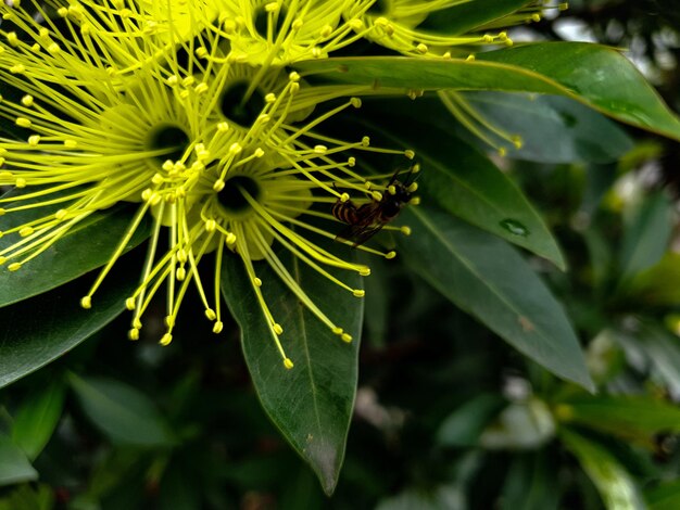 Gros plan macro sur un jardin tropical belle plante à fleurs jaunes