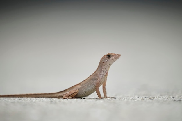 Gros plan macro de lézard soufflé seul réchauffement sur soleil d'été Anolis sagrei petit reptile originaire de Floride USA