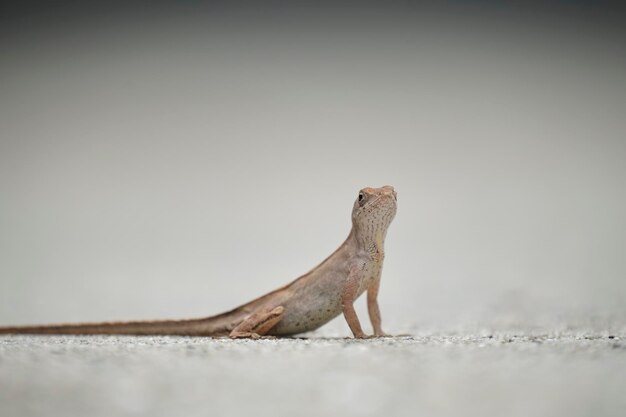 Gros plan macro de lézard soufflé seul réchauffement sur soleil d'été Anolis sagrei petit reptile originaire de Floride USA