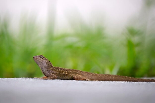 Gros plan macro de lézard soufflé seul réchauffement sur soleil d'été Anolis sagrei petit reptile originaire de Floride USA