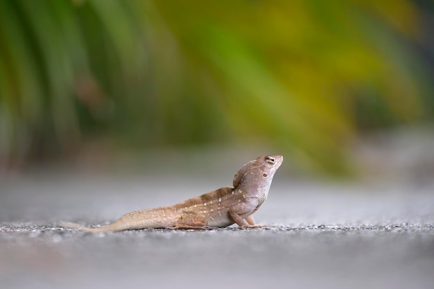 Gros plan macro de lézard soufflé seul réchauffement sur soleil d'été Anolis sagrei petit reptile originaire de Floride USA