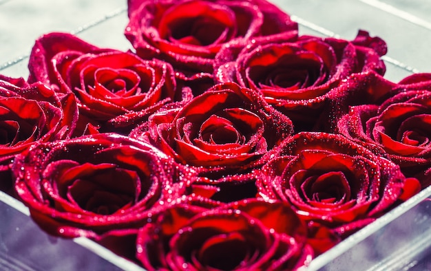 Un gros plan macro sur une rose rouge. Fleuriste. Fleur rose rouge, pétales