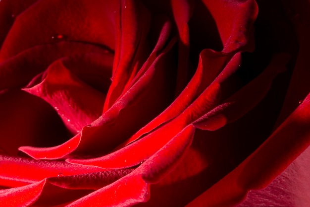 Un gros plan macro sur une rose rouge