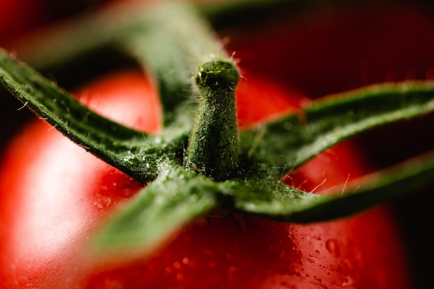 Gros plan macro de savoureuse tomate italienne