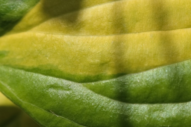 Gros plan macro shoot d'une feuille de fleur d'hosta comme un arrière-plan ou une texture jaune-vert abstrait