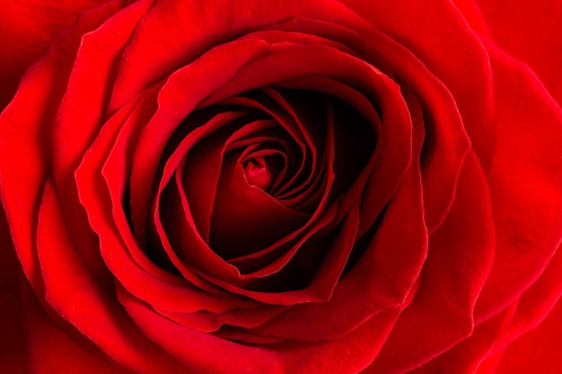 Gros plan macro shot d'une rose rouge