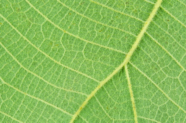 Gros plan macro texture feuille verte fond