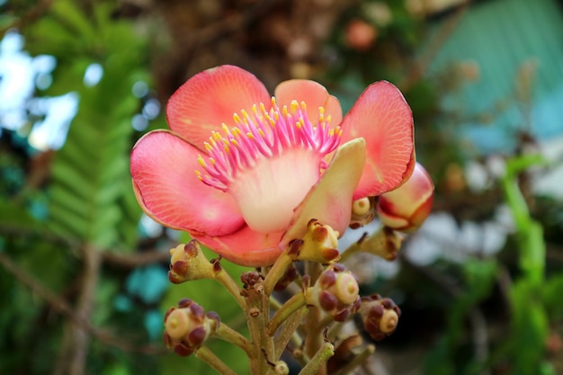 Gros plan sur une magnifique fleur de sal en fleurs ou Shorea robusta