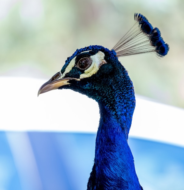 Gros plan d'un magnifique paon bleu