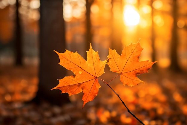 Gros plan de magnifiques feuilles d'érable d'automne orange dans la forêt