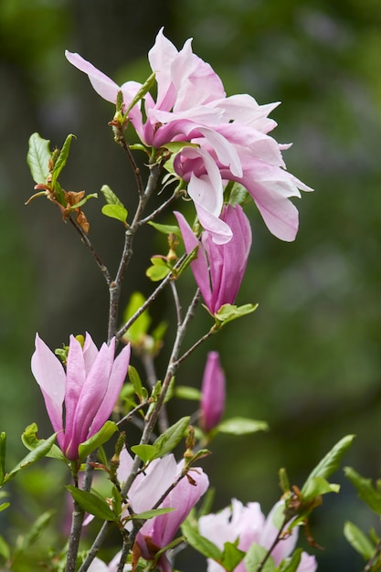 Gros plan, magnolia, fleur, Parc, après, pluie