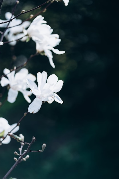 Un gros plan d'un magnolia avec le mot magnolia dessus