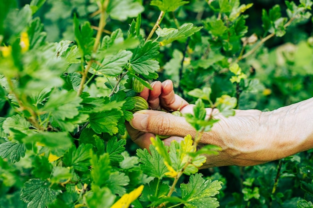 Gros plan main collecte de groseille à maquereau bush farmer picking berry mûre focus sélectif arbuste vert fo