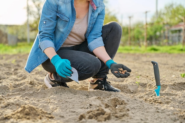 Gros plan de la main dans des gants de jardinage plantant des haricots dans le sol à l'aide d'une pelle