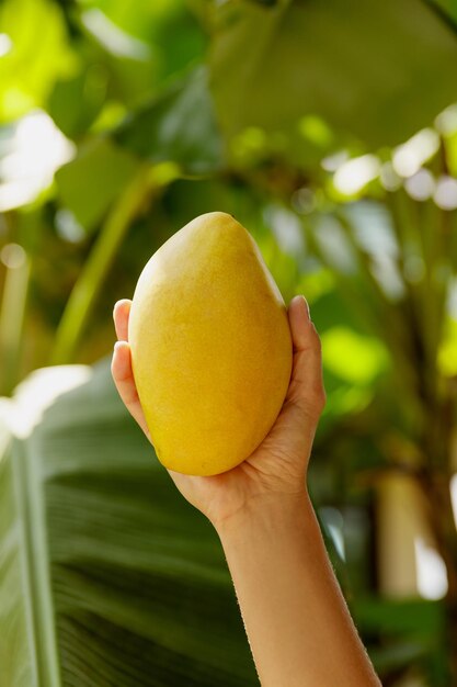 Gros plan de la main féminine avec de la mangue Ataulfo jaune fraîche