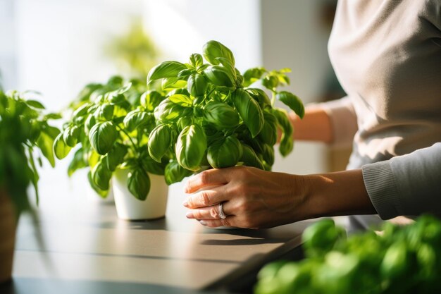 Gros plan sur la main d'une femme cueillant des feuilles de verdure de basilic Jardinage domestique dans la cuisine générée par l'IA