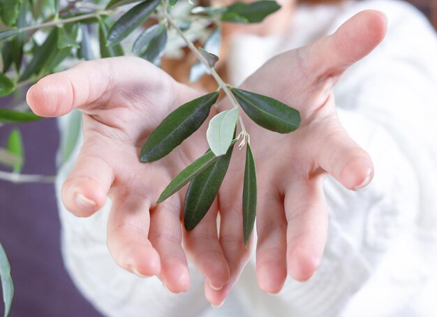 Gros plan de la main de la femme, paume tenant une branche d'olivier. Le concept de la santé et de l'harmonie des femmes.