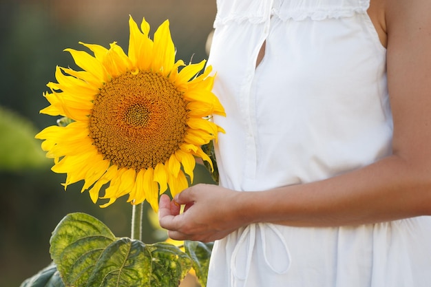 Gros plan sur la main d'une femme tenant un beau gros tournesol dans le jardin par une journée d'été ensoleillée