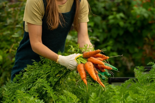 Gros plan d'une main de femme tirant une carotte hors du sol