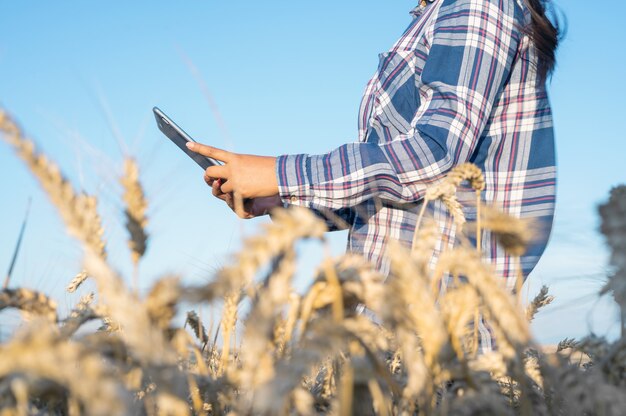 Gros plan d'une main de femme touchant un tablet pc dans des tiges de blé agronome recherchant l'agriculteur d'épis de blé nous...