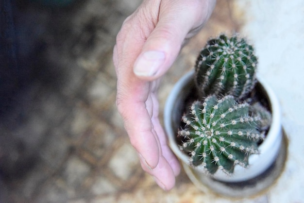 Un gros plan d'une main humaine tenant un cactus