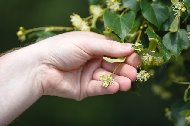 Gros plan d'une main humaine tenant une plante. fleurs de tilleul.