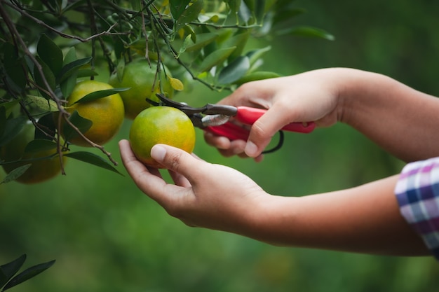 Gros plan de la main de jardinier cueillant une orange avec des ciseaux dans le jardin des oranges le matin.