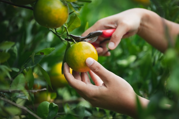 Gros plan de la main de jardinier cueillant une orange avec des ciseaux dans le jardin des oranges le matin.