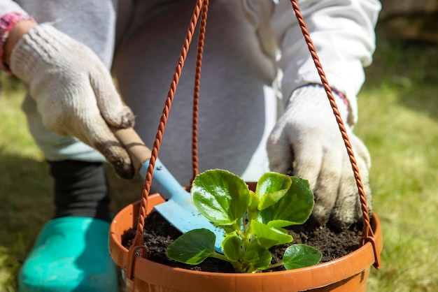 Gros plan d'une main de jardinier dans des gants de ménage plantant une fleur dans un pot journée ensoleillée