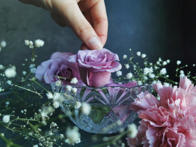 Gros plan d'une main mettant la rose pourpre dans un vase transparent sur un arrière-plan flou