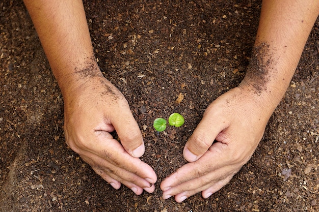 gros plan de la main d'une personne tenant un sol d'abondance avec une jeune plante à la main pour l'agriculture ou la plantation