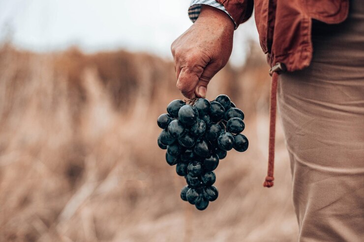 Photo gros plan d'une main avec des raisins mûrs bleus. grappes de raisin bleu frais. le concept de vinification, vin, potager, chalet, récolte