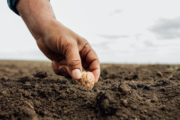 Gros plan sur une main sale d'un agriculteur professionnel semant des graines de noyer sur le sol