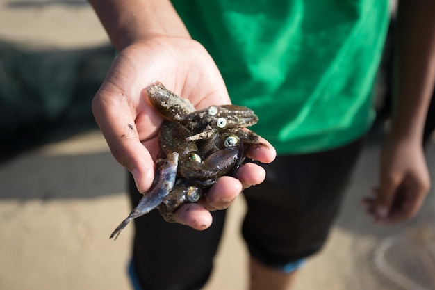 Un gros plan de la main tenant un crabe sur la plage.