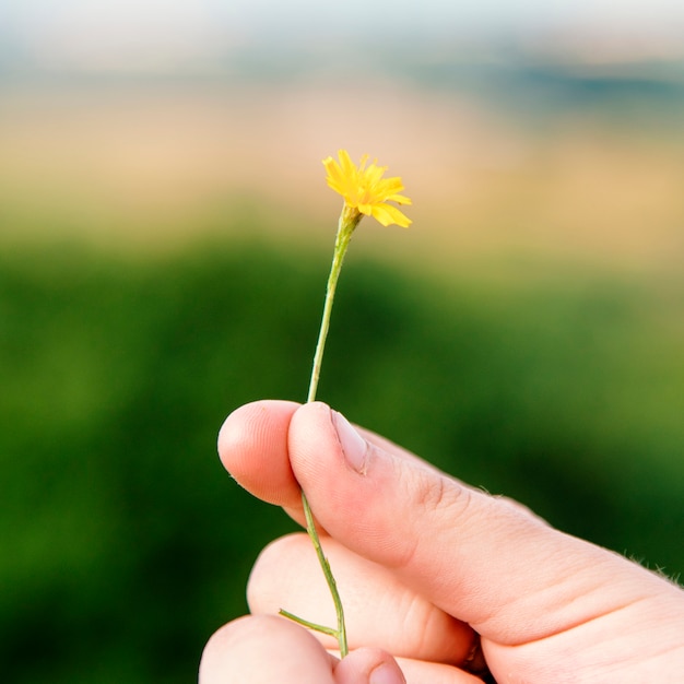 Gros plan de la main tenant une fleur jaune