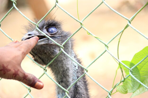 Un gros plan d'une main tenant un oiseau