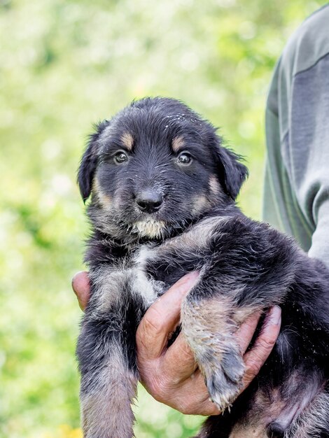 Gros plan sur main tenant petit chiot noir